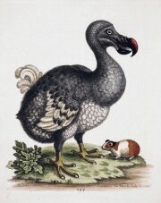 Dodo.jpg